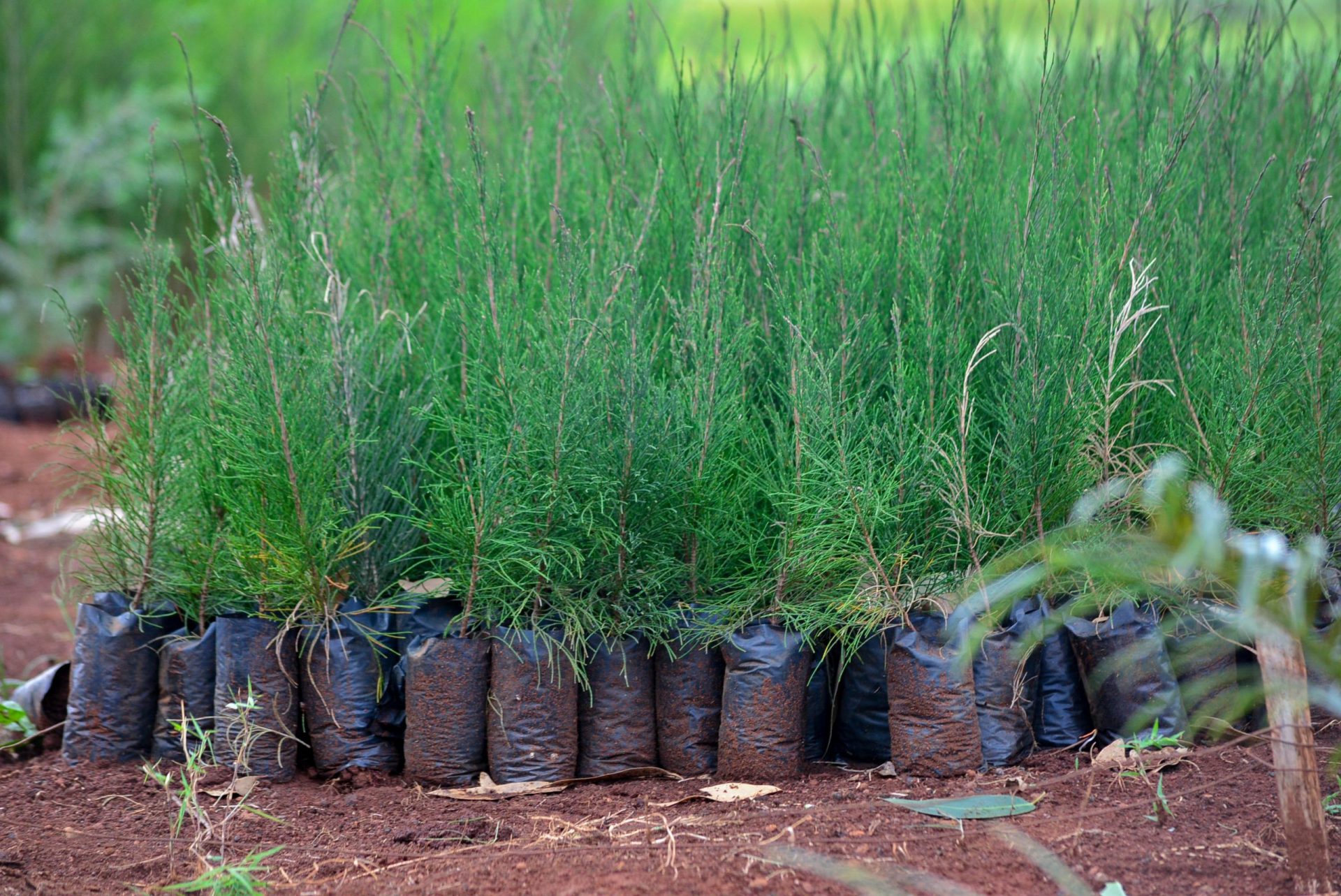 Casuarina Plants — Casuarina sapling available at Agro Nursery Garden